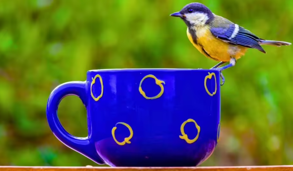 Old mugs and teacups can greatly help birds out in early spring 