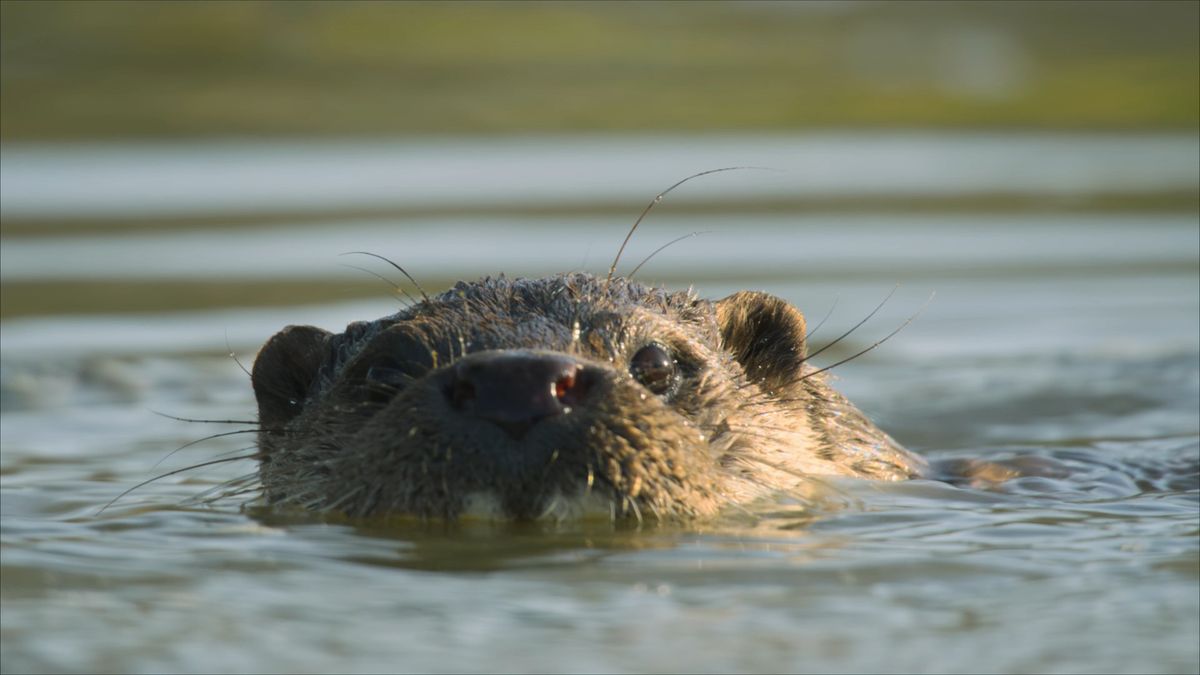 Otter