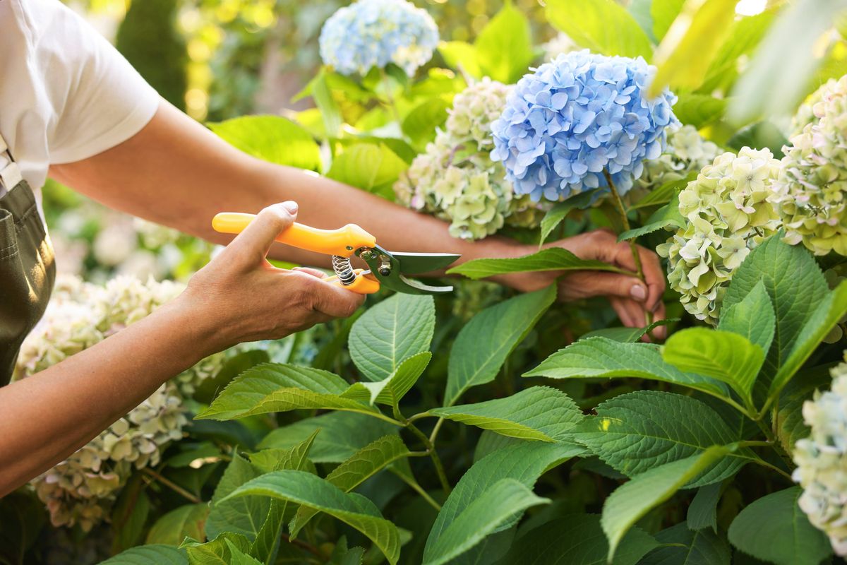 Senior woman pruning hydrangea flowers with secateurs in garden, closeup