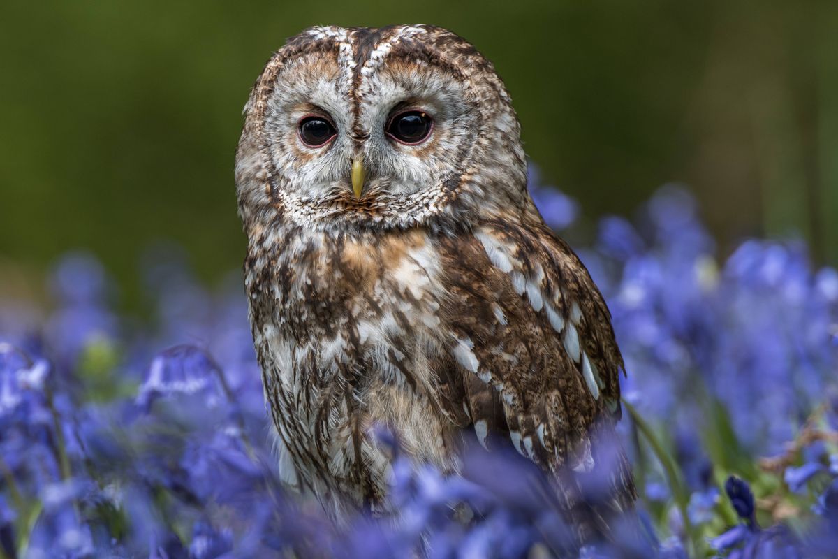 Picture of a owl among a bunch of flowers