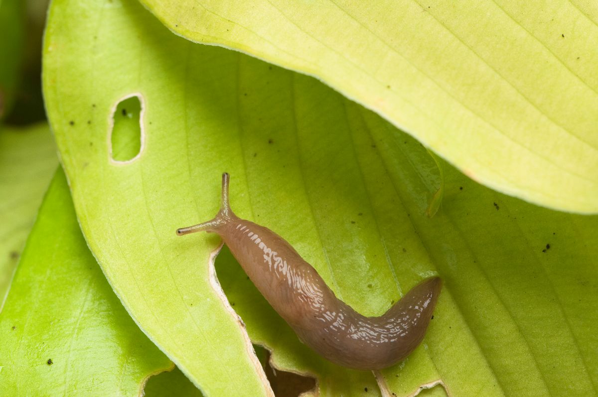 Slug on damaged hosta leaf