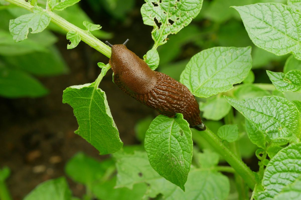 Spanish slug pest Arion vulgaris snail parasitizes on potato leaves Solanum tuberosum potatoes leaf vegetables or cabbage lettuce moving in the garden, eating ripe plant crops. An invasive of slug native to Spain land from the Iberian Peninsula. Dangerous for agriculture, farming and farm. Must be picked hand. Does enormous damage. Local overpopulation or overgrowth. Lack of natural enemies and parasites. Disposal granules molluscicides by poison pesticides or parasitic nematodes. Czech Europe