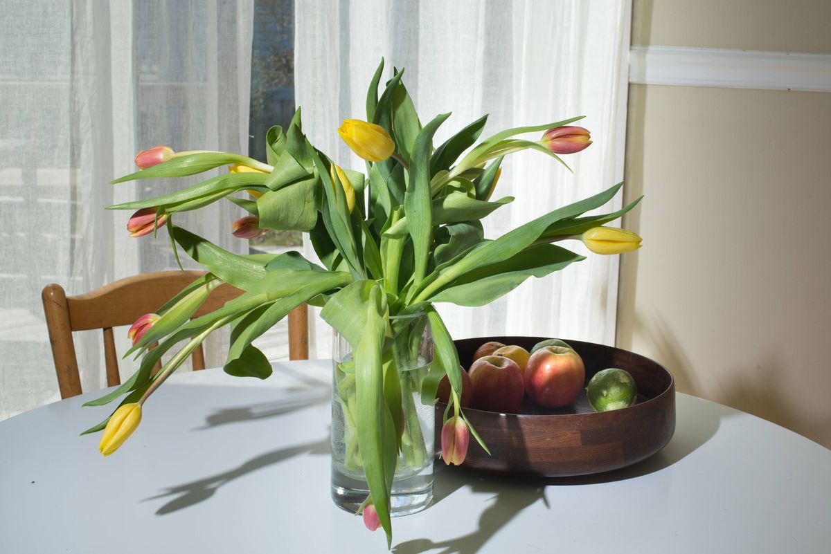 Tulips Sag as if they are dying in a vase on a plain white kitchen table