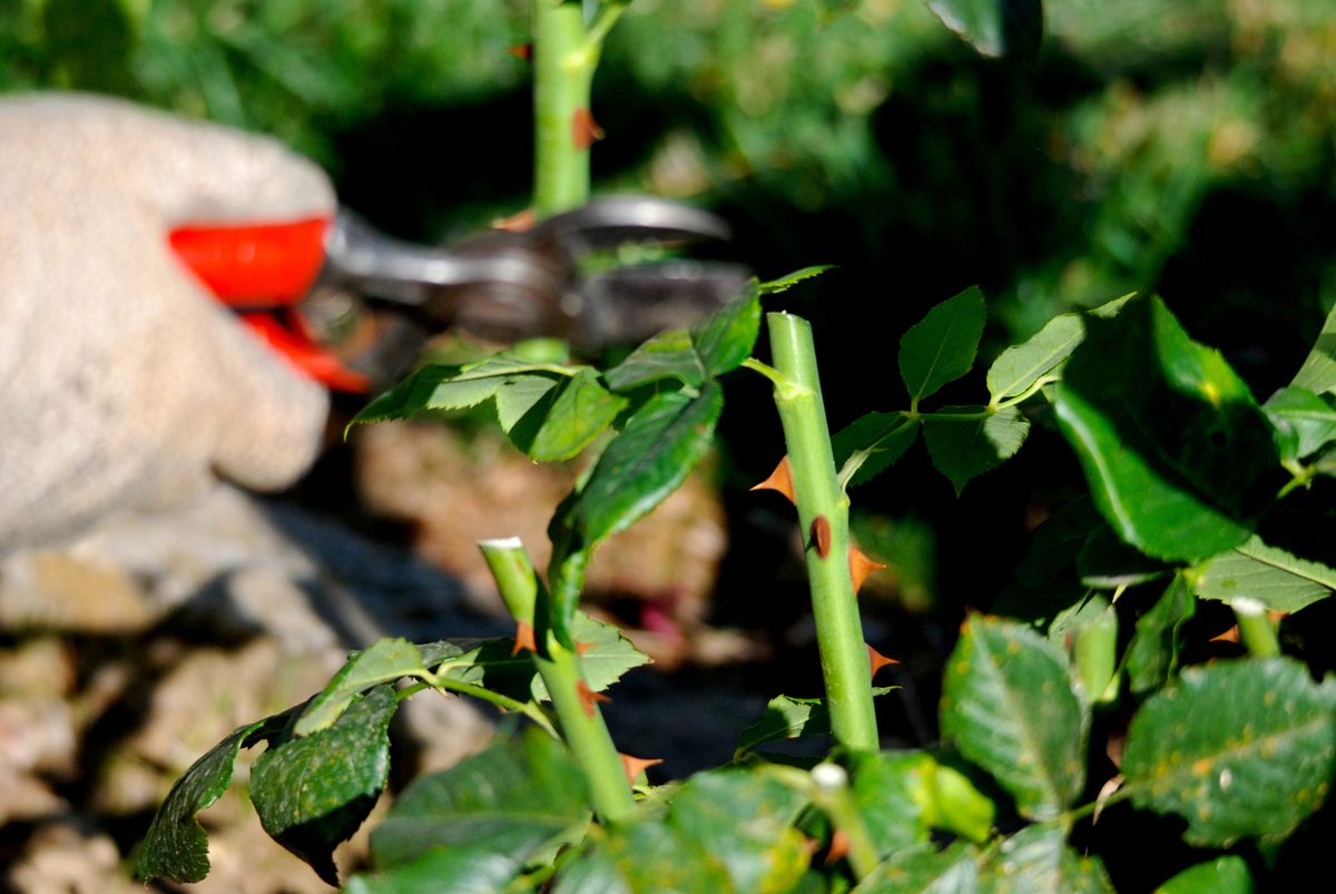 Picture of a Spring pruning of a rose bush