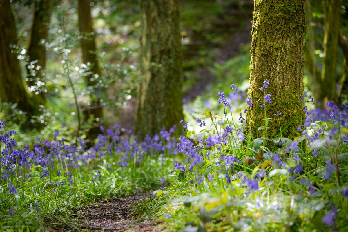 Bluebells growing beside a woodland path with spring sunlight on the greenery beneath the trees. A low angle view of a woodland in Northern England.