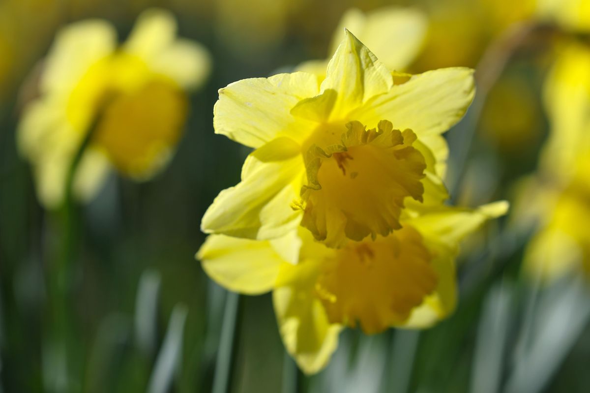 Mandatory Credit: Photo by ADAM VAUGHAN/EPA/Shutterstock (16809146m)
Daffodils bloom in Sefton Park in Liverpool, Britain, 30 March 2026.
Spring weather in Britain, Liverpool, United Kingdom - 30 Mar 2026