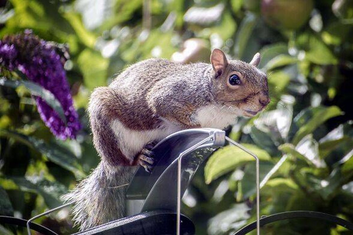 Squirrel entering garden