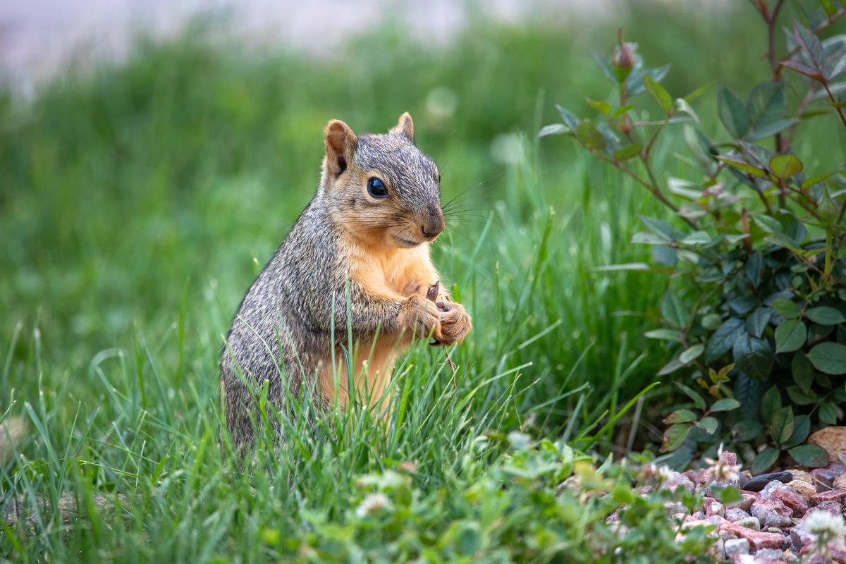 Squirrel in Backyard