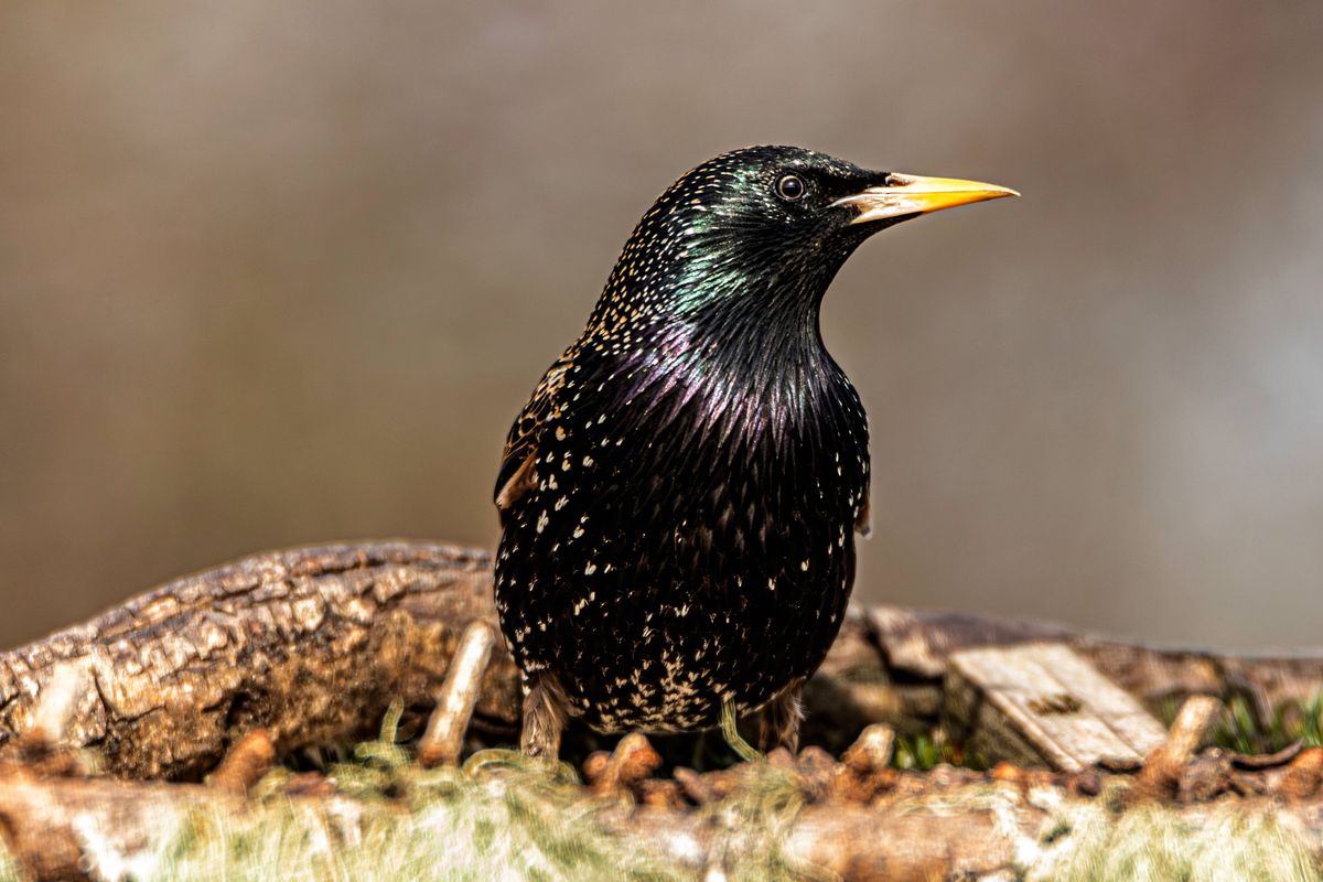 The Starling has the reputation of being one of the noisiest garden birds. They can arrive in gardens with feeders and create mayhem.  Then disappear just as quick as they arrived.   The plumage of the Starling's is blackish with buff edged wing feathers and reddish-brown legs. During the winter months it has white speckles. The sexes look similar. However the male has fewer speckles The bill of the starling is dark grey-brown in the winter months. Young Starlings have grey brown plumage. The juveniles moult between the summer and winter. Starlings nest in holes, usually in trees or buildings.  The female lays around 6 eggs and on hatching the chicks are fed by both parents.