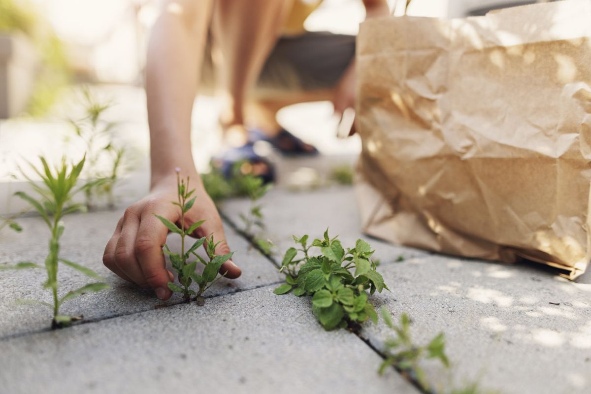 Hand picking up weeds from paving slabs