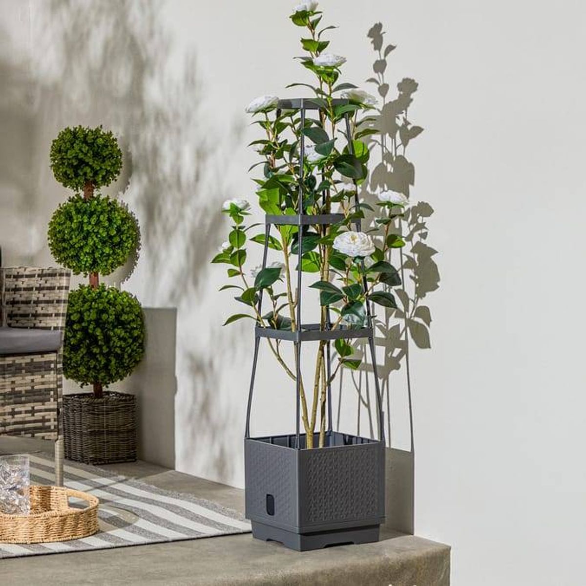 Two distinct potted plants are positioned against a white backdrop. The plant on the left is a meticulously manicured topiary, characterized by its symmetrical and rounded shape, while the plant on the right is a tall, slender potted tree, with elongated leaves that cast a shadow on the white wall.