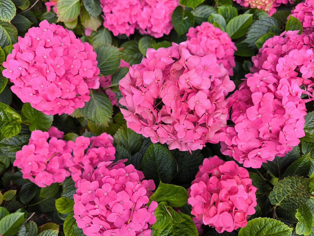 The close-up of fresh pink hydrangea with green leaves