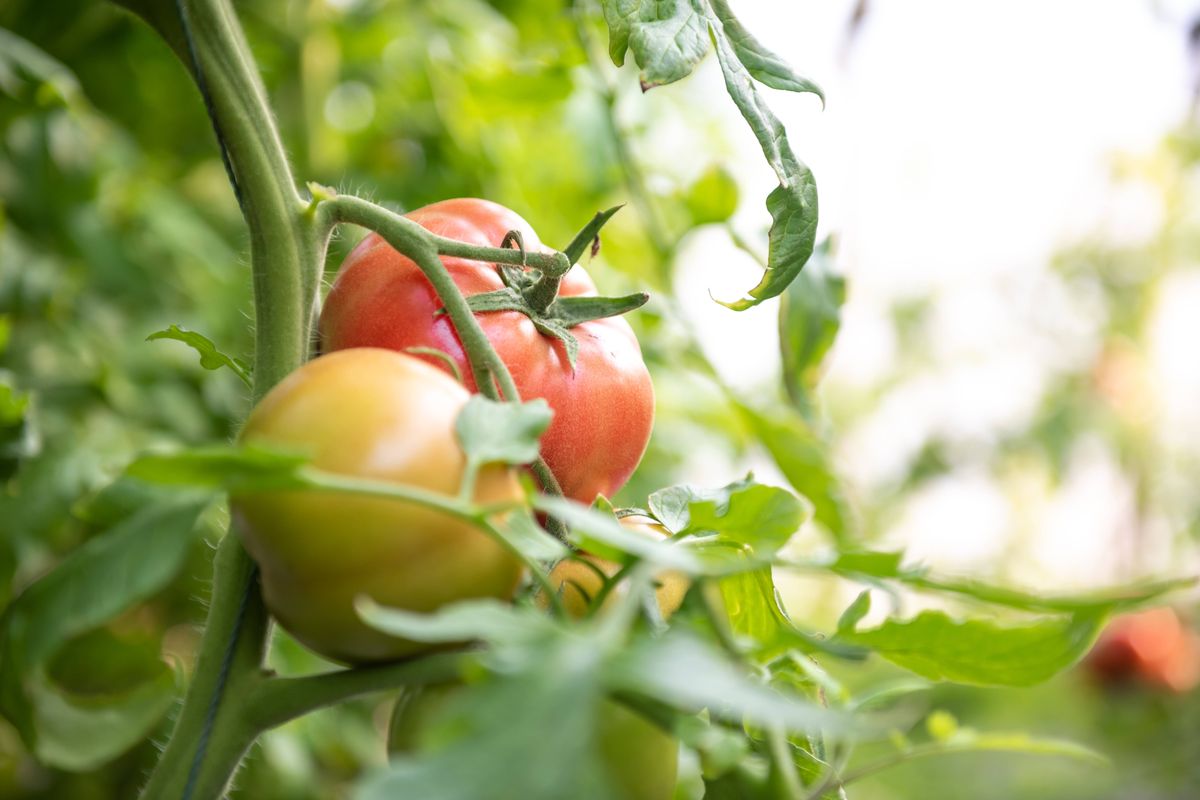 Tomato plant
