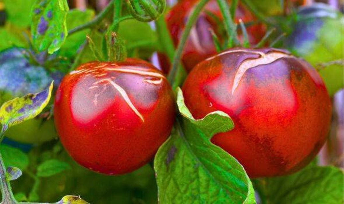 Tomatoes will stay healthy if their soil is covered with 1 natural item
