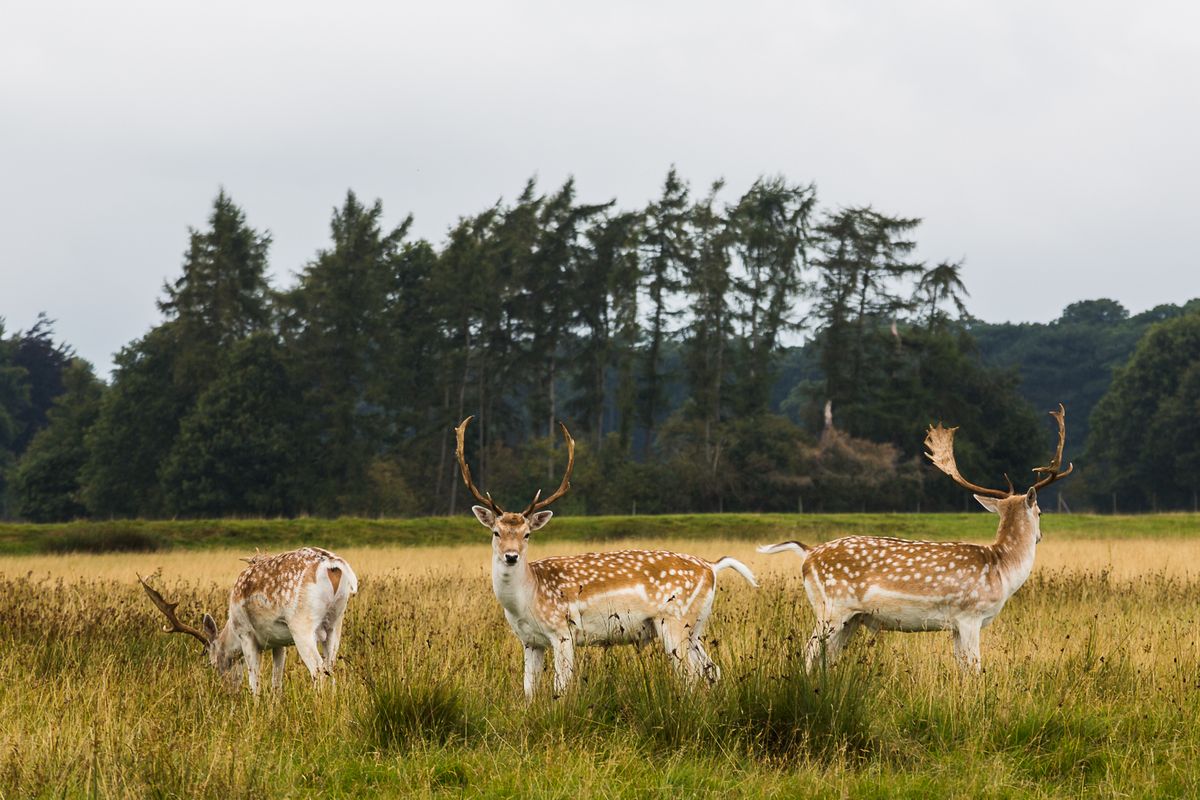 Three deer seen against their natural habitat in Tatton Park in Cheshire.