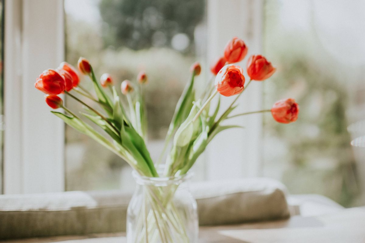 Red tulips in a vase against a window. Space for copy.