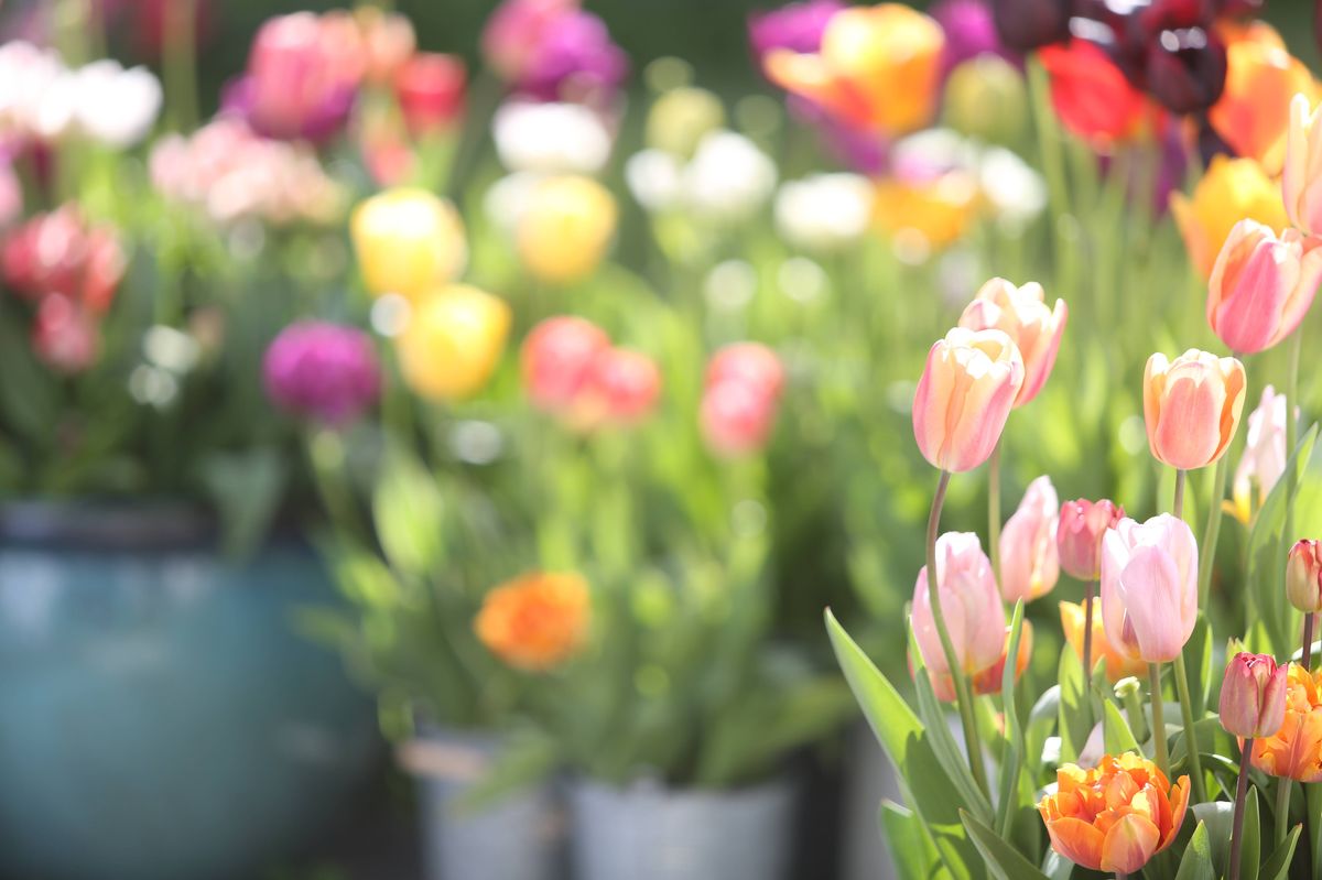 Tulips on the patio