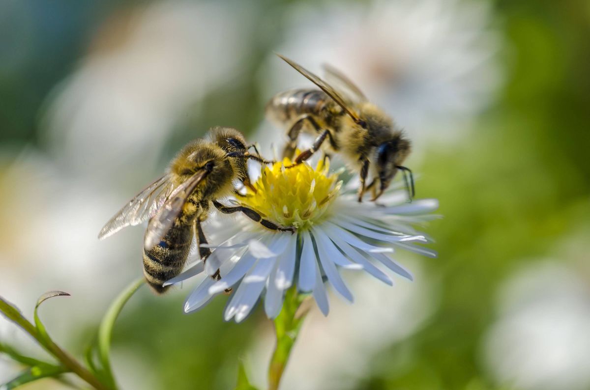 Two bees on a flower.