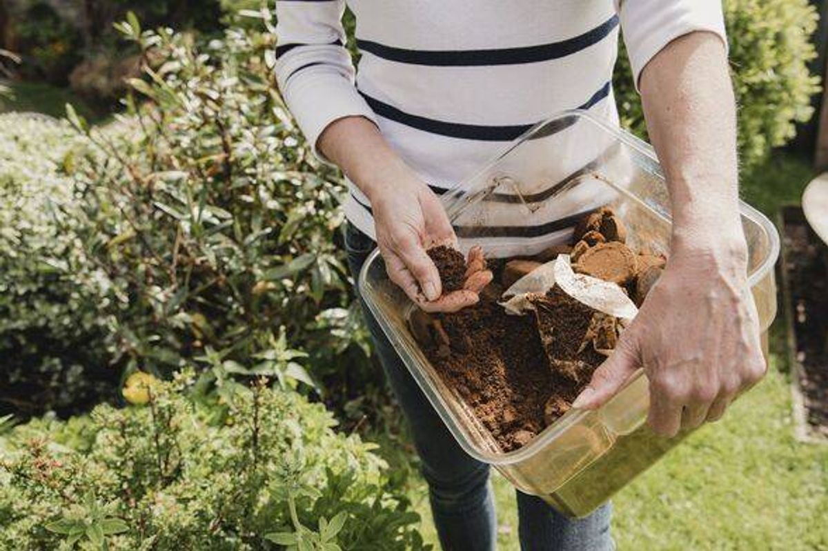Using Coffee as Compost