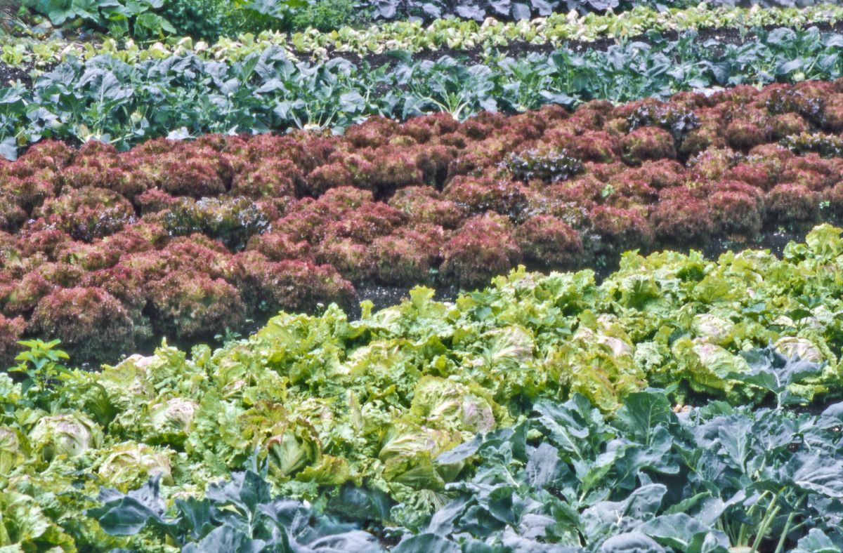 Vegetable garden.