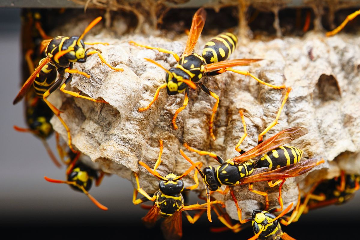 A macro of a small nest of wasp.
