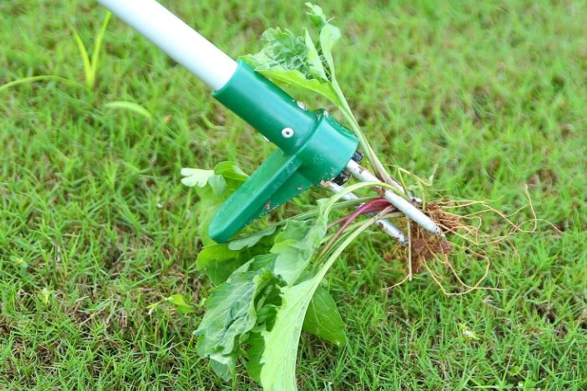 Amazon's Ohuhu Stand up Weeder Hand Tool comes with 3 claws and a foot pedal for ease