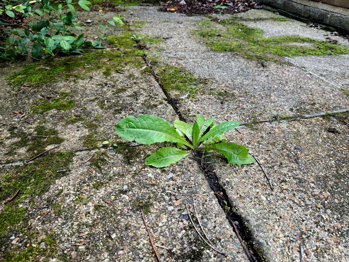 Weeds growing up between paving stones on a patio