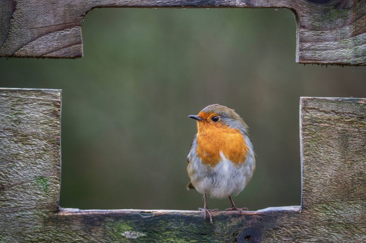 Wild Robin at a local nature reserve in West Yorkshire