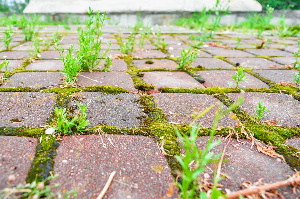 Wild grass and moss grow between small square cobblestone tiles of old pavement