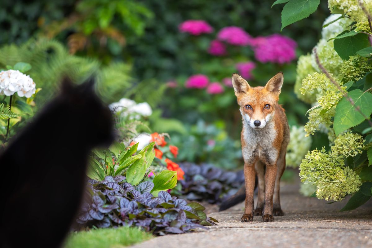 A wild urban Red Fox (Vulpes vulpes) stands on a flower garden path, looking toward a domestic black cat blurred in the foreground, UK.