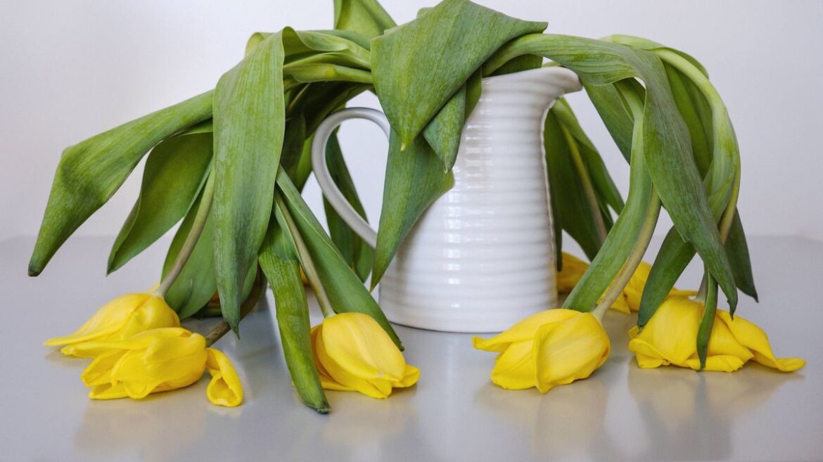 Tulips won’t turn ‘floppy’ in vases if you do gardener’s easy 3-second task Daily Mirror