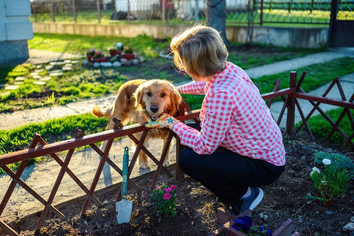Woman planting flowers with her dog in summer garden