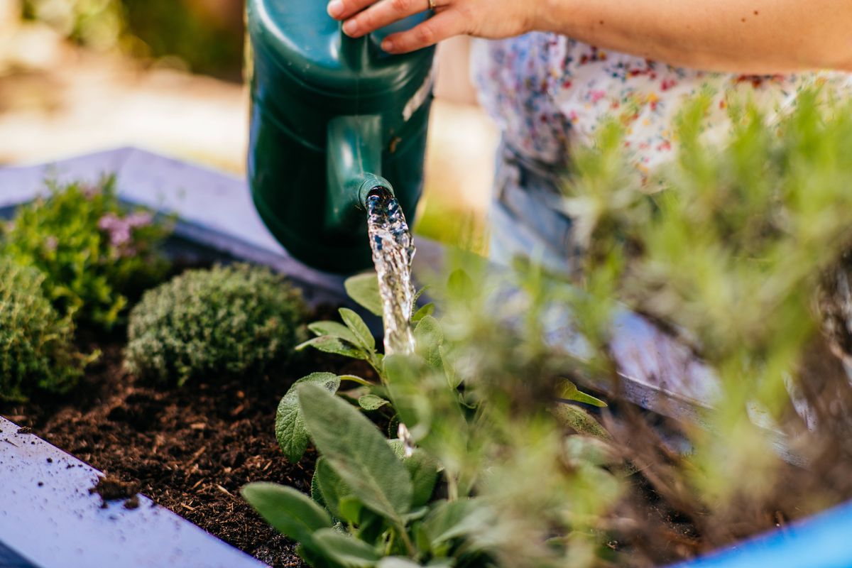 Woman watering fresh organic sage in her herbage garden.