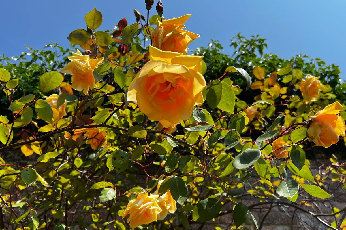 Group of yellow roses
