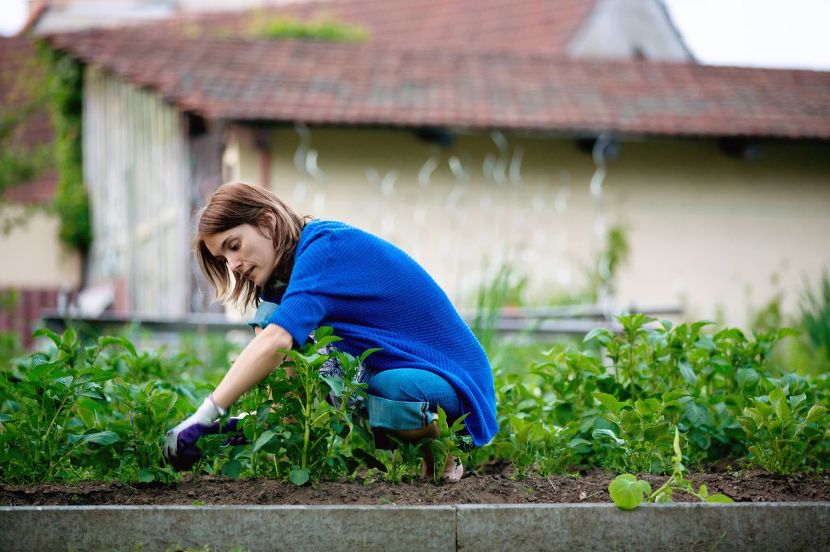 Young woman, working in the garden, getting rid of weed from potato rows, springtime