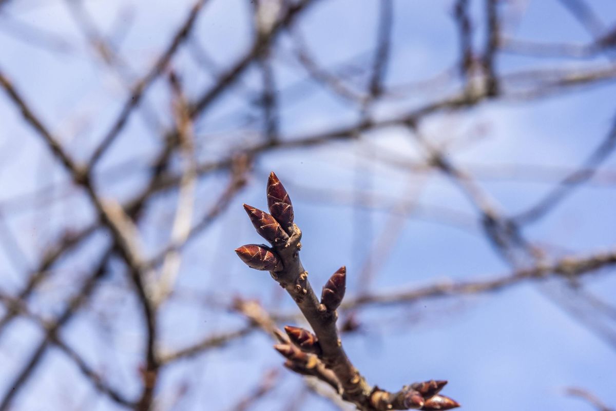 cherry blossom buds in winter