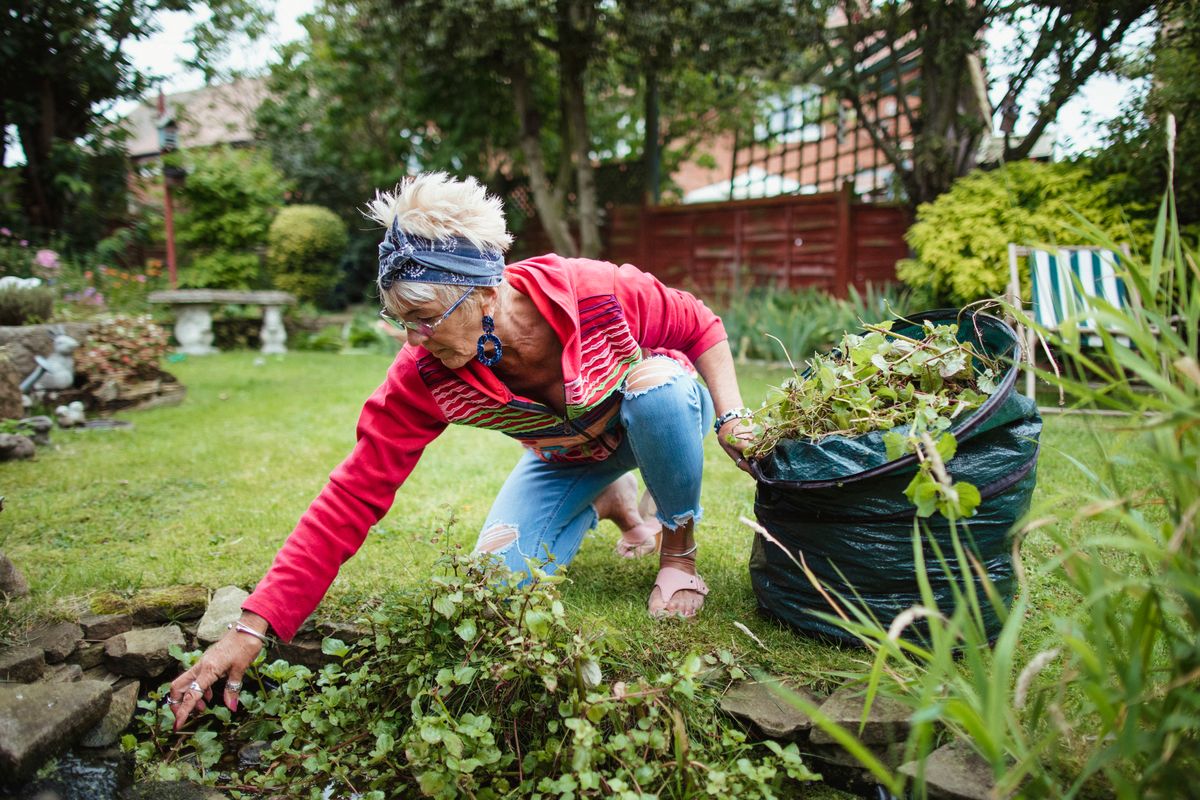 Senior woman gathering weeds and garden waste in her compost bag. She is cleaning weeds from her garden pond