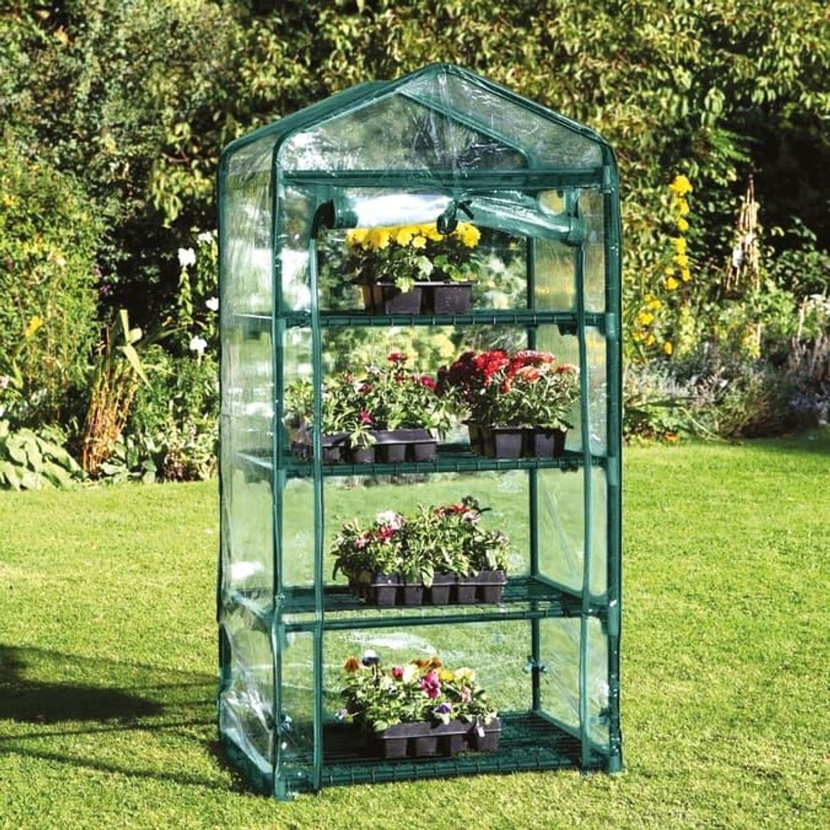 A clear plastic rectangular greenhouse with four shelves. The door rolled up and there are potted flowers inside. The greenhouse is on a lawn.