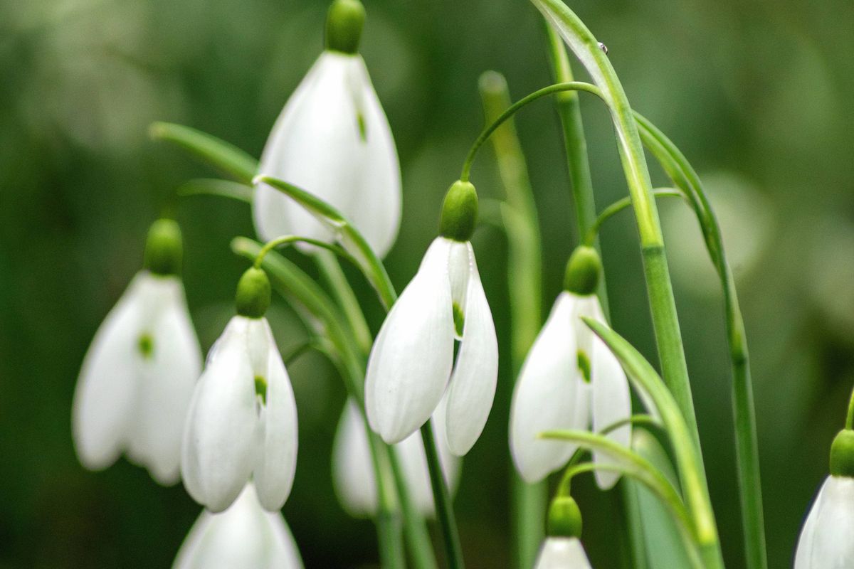 Beautiful white spring snowdrops flowers in a forest. High quality photo. High quality photo