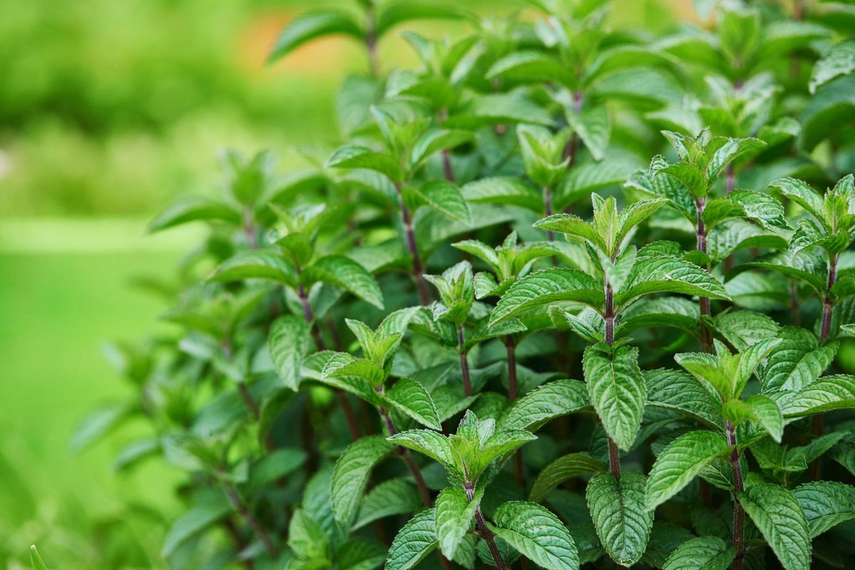 mint leafs in the garden