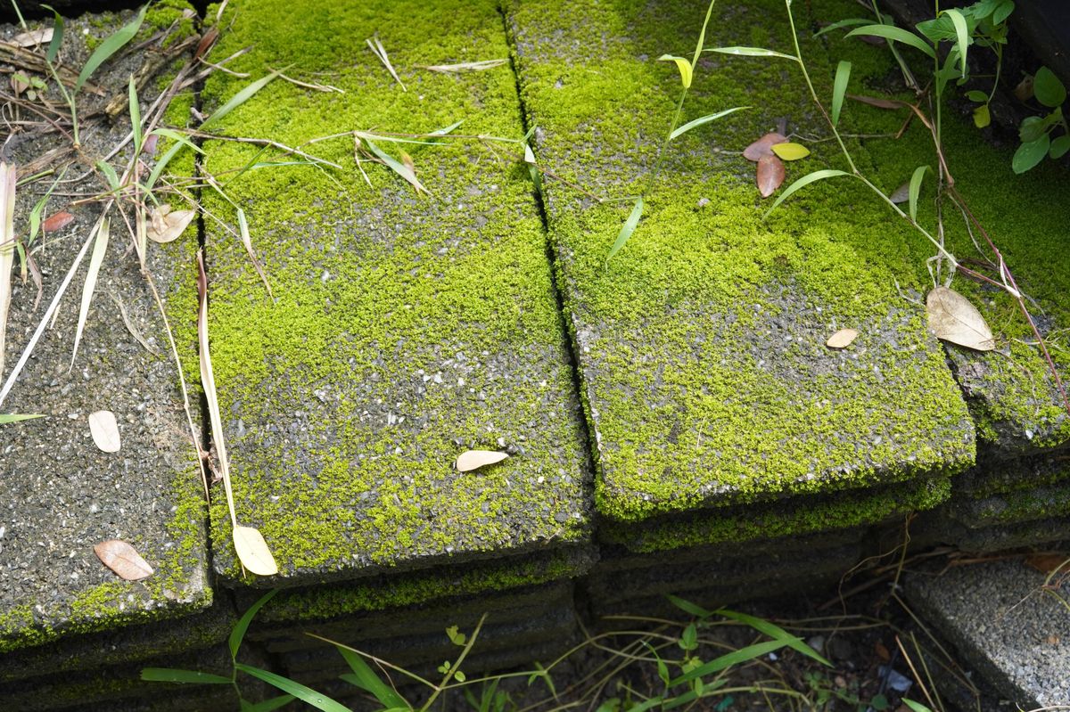 moss
