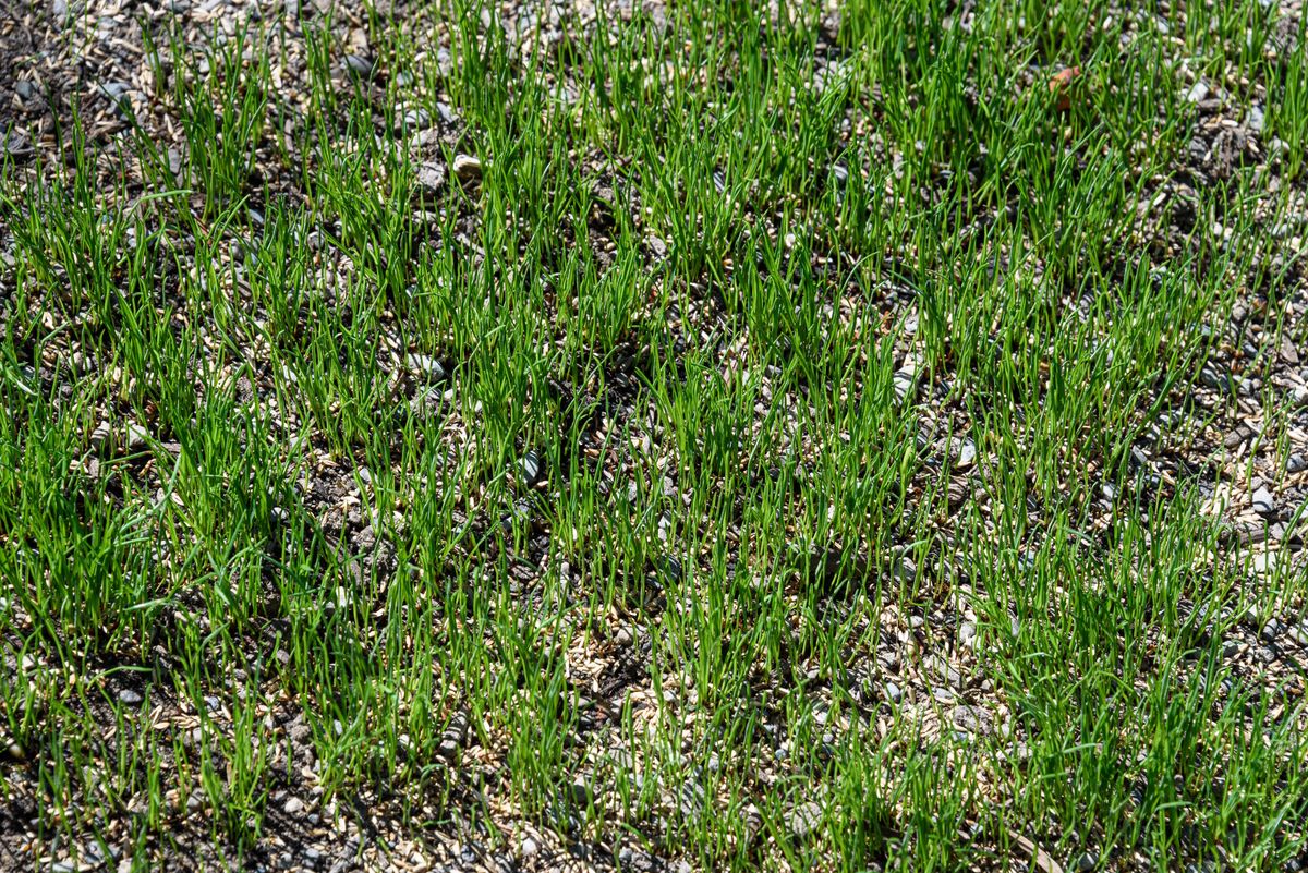 Overseeding lawn