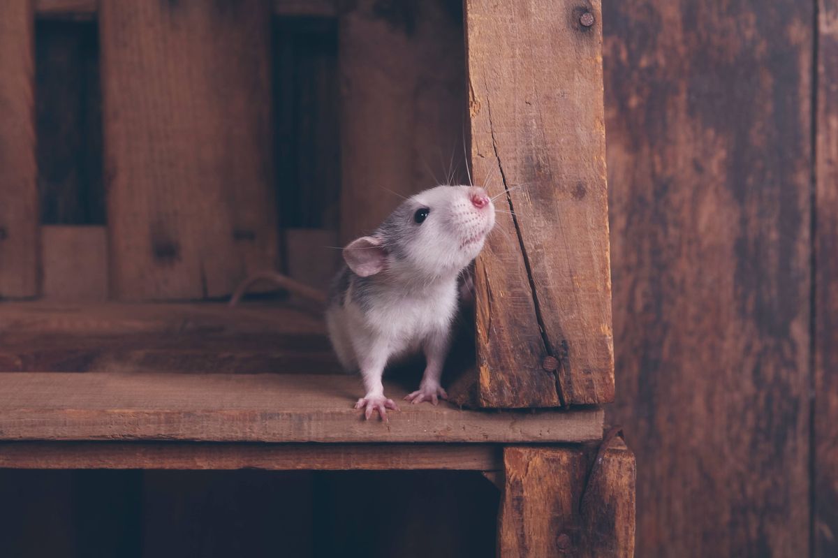 rat in wooden box