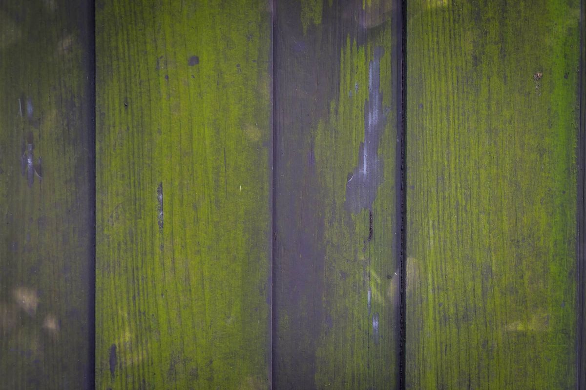 wooden plank covered by moss for texture background