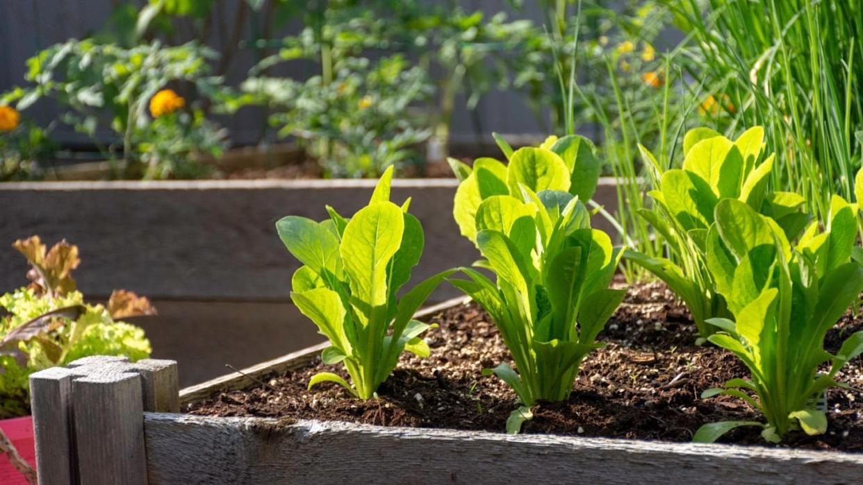 Nothing is fresher than food from your own garden. Planted in spring, this raised garden bed is loaded with a variety of herbs and vegetables ready to be harvested in summer.