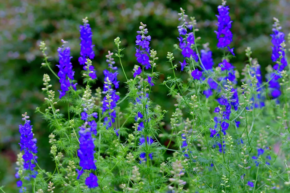 delphinium flowers