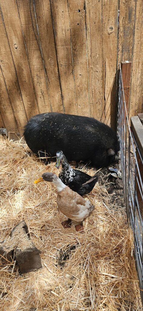 Happy Penelope got fresh straw! Does anyone else cohab ducks and pigs?
