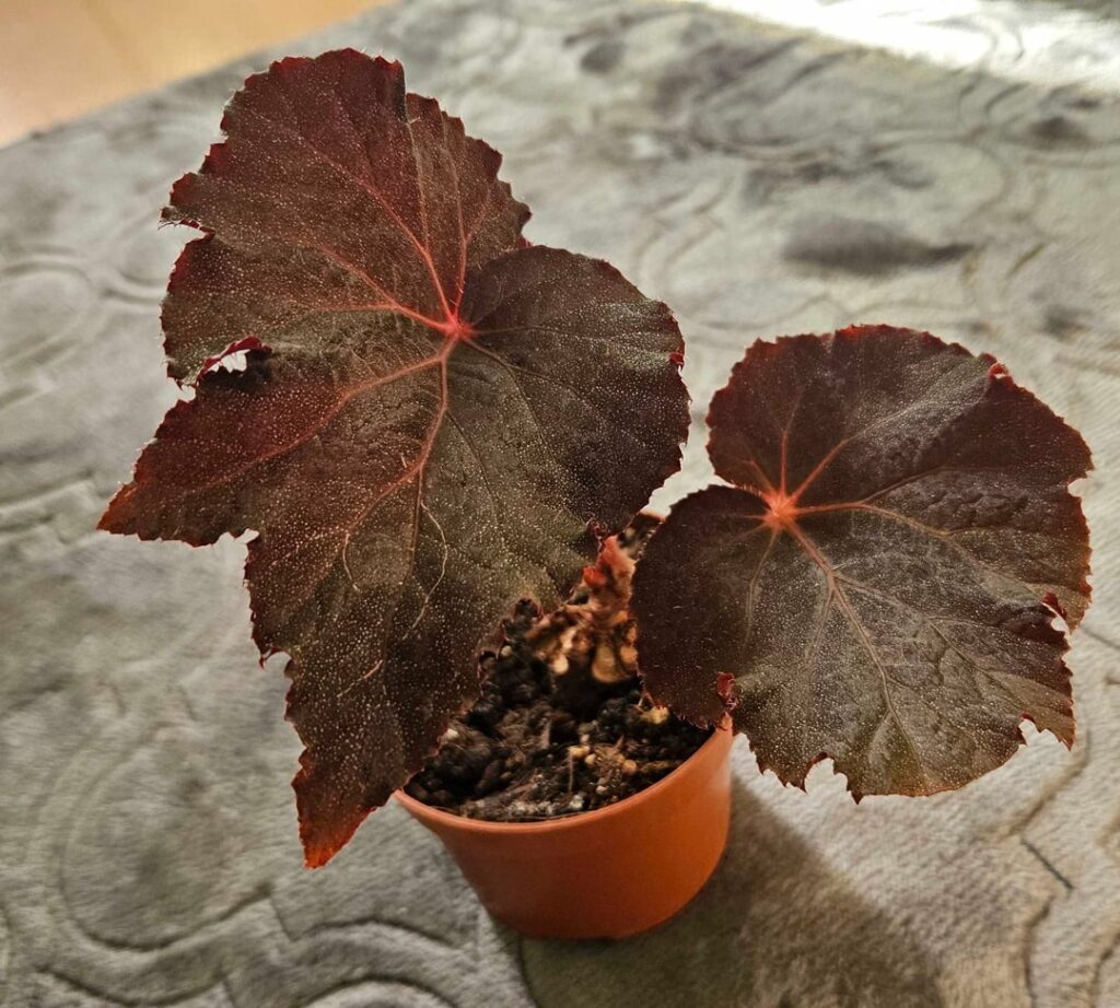 My new buy - begonia taconite :)
