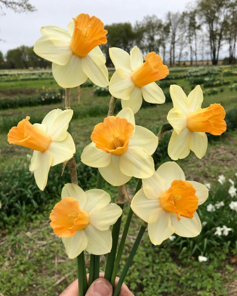 Daffodils 🌼