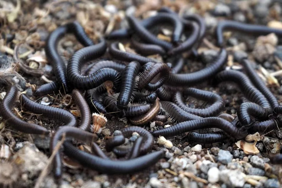 Pile of black Portuguese millipedes